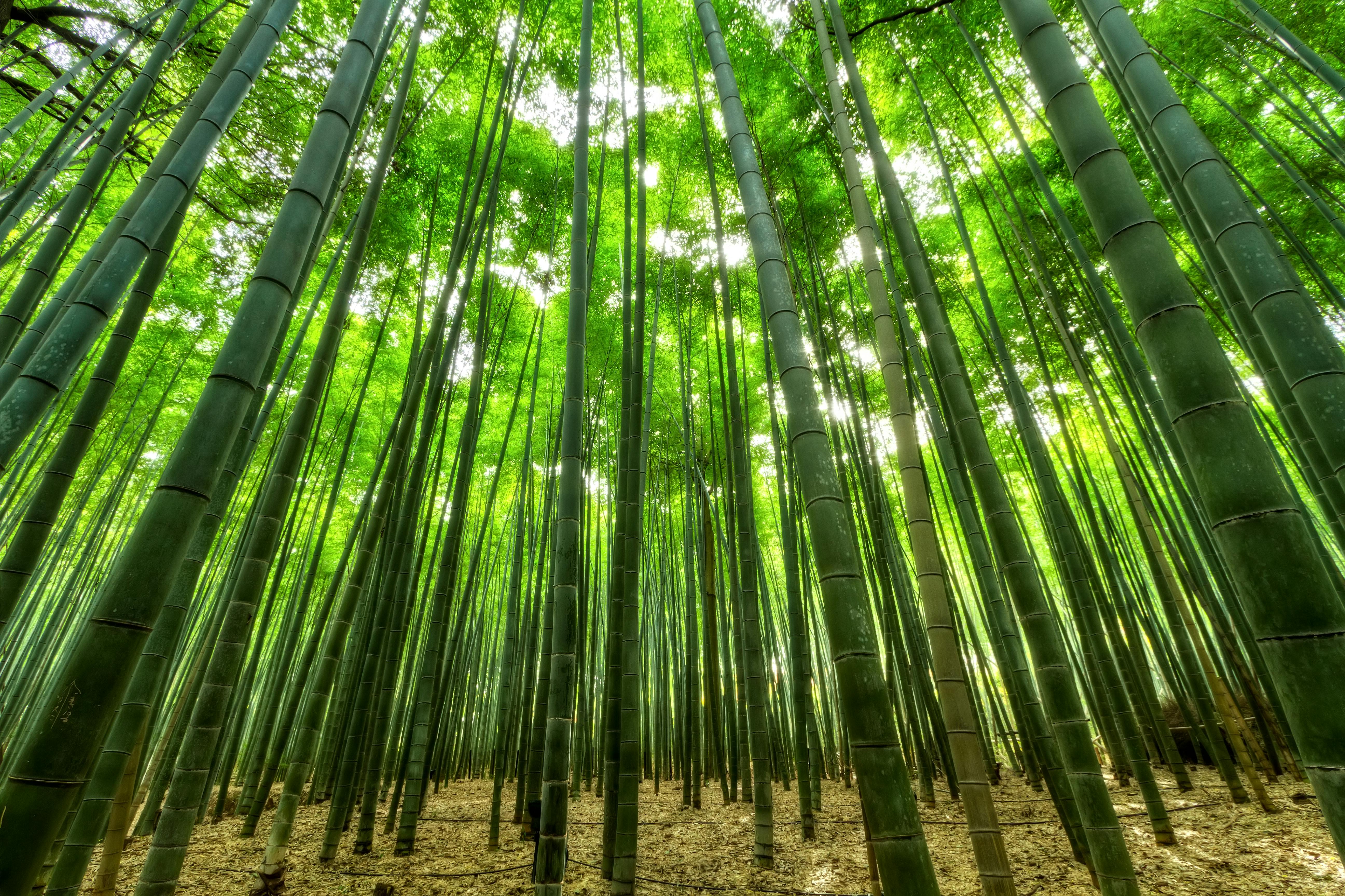 A professional background image of a dense bamboo forest, symbolizing growth and leadership.